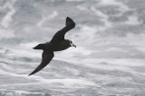Spectacled Petrel - Brilstormvogel - Procellaria conspicillata
