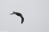 Spectacled Petrel - Brilstormvogel - Procellaria conspicillata