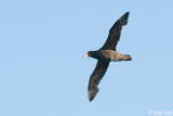 Southern Giant Petrel - Zuidelijke Reuzenstormvogel - Macronectes giganteus