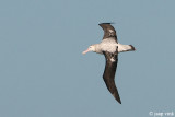 Wandering Albatross - Grote Albatros - Diomedea exulans