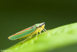 Rhododendron Leafhopper - Rododendroncicade - Graphocephala fennahi