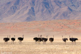 Common Ostrich - Struisvogel - Struthio camelus