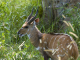 Bushbuck - Bosbok - Tragelaphus scriptus