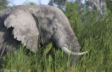 African Elephant - Afrikaanse Olifant - Loxodonta africana