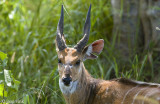 Bushbuck - Bosbok - Tragelaphus scriptus