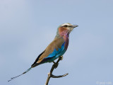 Lilac-breasted Roller - Vorkstaartscharrelaar - Coracias caudatus