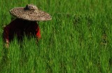 Paddy Field