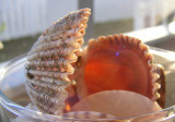 shells(4).JPG