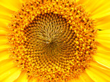 sunflower close up (6).JPG