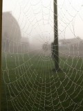 web in the mist.JPG