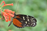  Disturbed Tigerwing, Mechanitis polymnia, Mexico to the Amazon