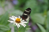  Sara Longwing Heliconius sara Mexico to Amazon basin