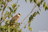 Falco vespertinus(Red-footed falcon-Falco cuculo)