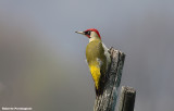 Picus viridis (picchio verde-green woodpacker)