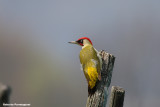 Picus viridis (picchio verde-green woodpacker)