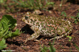 bufo viridis (rospo smeraldino)