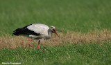 Ciconia ciconia (white stork-cicogna bianca)