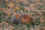 Perdix perdix (common partrige-starna)