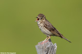 Anthus trivialis (tree pipit - prispolone)