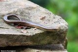 Chalcides chalcides (luscengola)