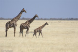 Giraffa camelopardalis (giraffe - giraffa)