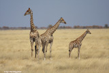 Giraffa camelopardalis (giraffe - giraffa)