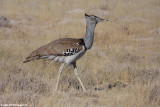 Ardeotis kori (kori bustard - otarda di kori)