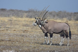 Oryx gazella (oryx - orice)