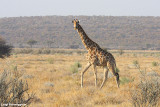 Giraffa camelopardalis (giraffe - giraffa)