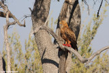 Aquila rapax (tawny eagle - aqulia rapace)