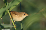 Acrocephalus scirpaceus (european reed warbler - cannaiola)