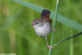 Cettia cetti (cettis warbler -  usignolo di fiume)