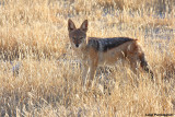 Canis mesomelas (black backed jackal  -  sciacallo dalla guldrappa)