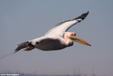 Pelacanus onocrotalus (great white pelican - pellicano bianco