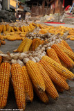 A sea of corn