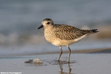 Pluvialis squatarola (grey plover - pivieressa)