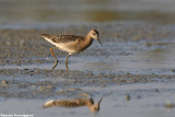 Philomachus pugnax (ruff - combattente)