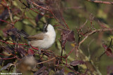 Sylvia curruca (lasser whitethroat - bigiarella)