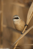 Remiz pendulinus (penduline tit-pendolino)