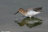 Calidris alpina (dunlin - piovanello pancianera)