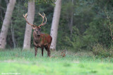 Cervus elaphus (red deer - cervo)