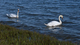 A Swan Couple