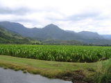 Taro field
