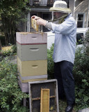 City Beekeeper