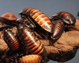 hissing cockroaches