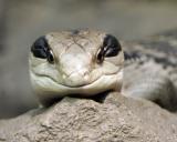 blue tongued skink