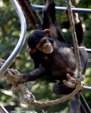 Chimp on the Ropes