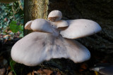 Nov 22 - Bracket fungus
