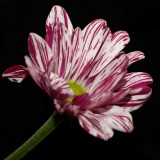 Nov 24 - Flower