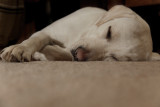 Jan 2 - Sleeping dog